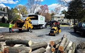 How Our Tree Care Process Works  in  Carnegie, PA