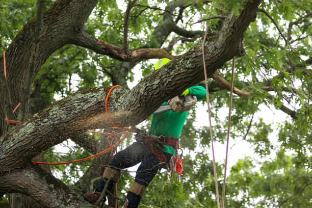 Reliable Carnegie, PA Tree Services Solutions